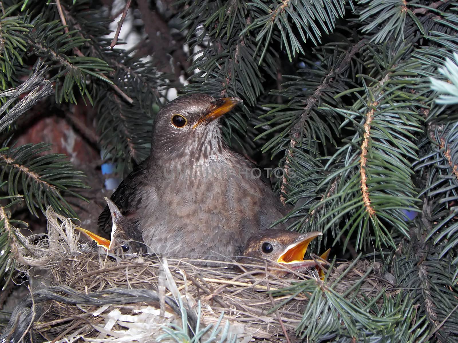 Blackbird nest, launchies.  nature, bird, animal, wildlife,