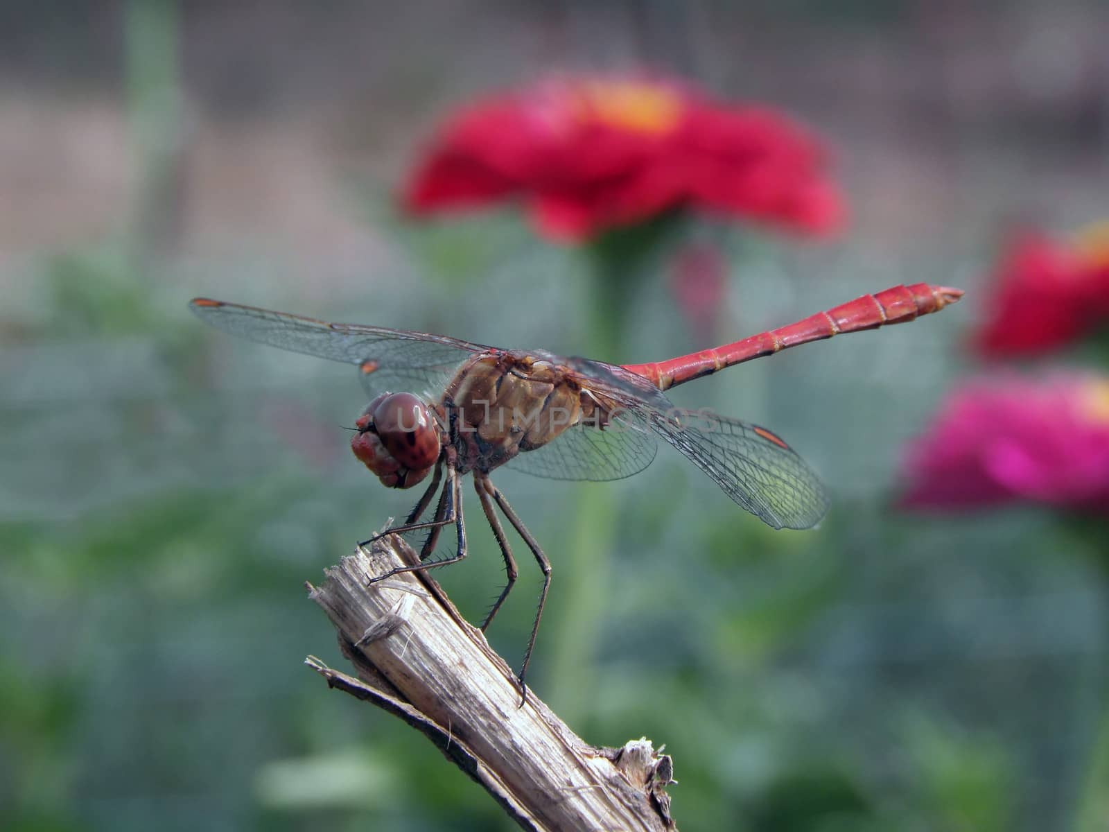 Dragonfly resting.  insect, nature, macro, wildlife, green, animal,
