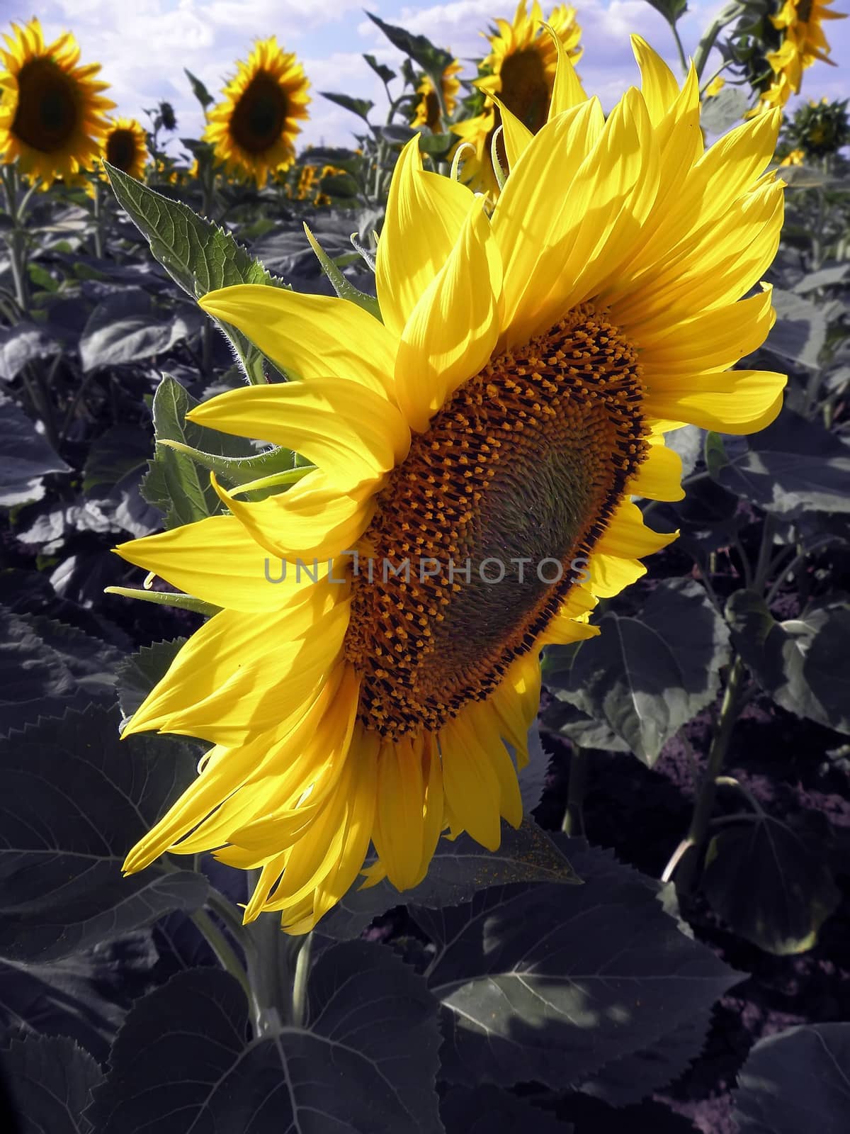 Sunflower, yellow, nature, summer, plant, sun, flower.