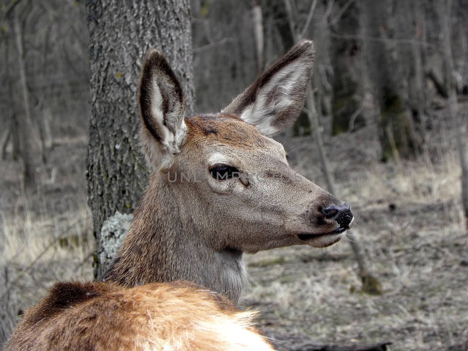 Deer alert. deer, animal, wildlife, nature, mammal,