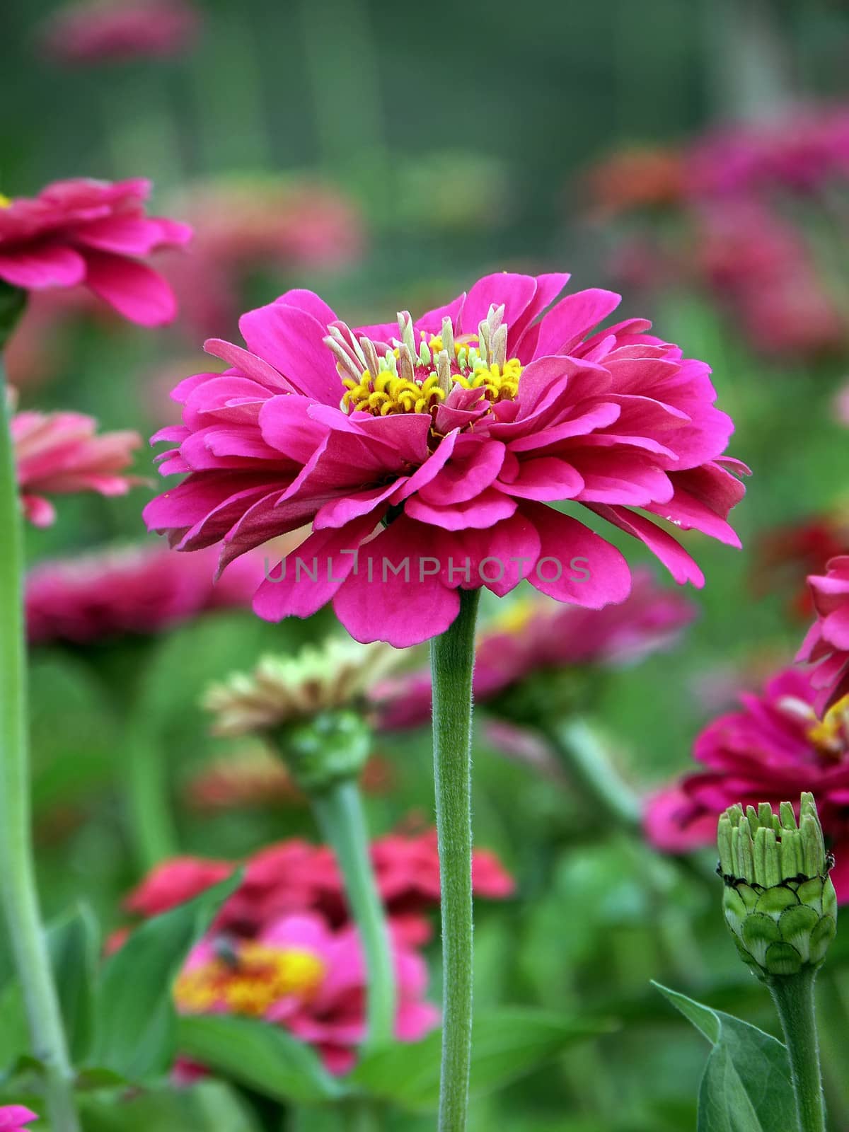 Zinnia flowers, beautiful flowers. floral, blossom, bright,