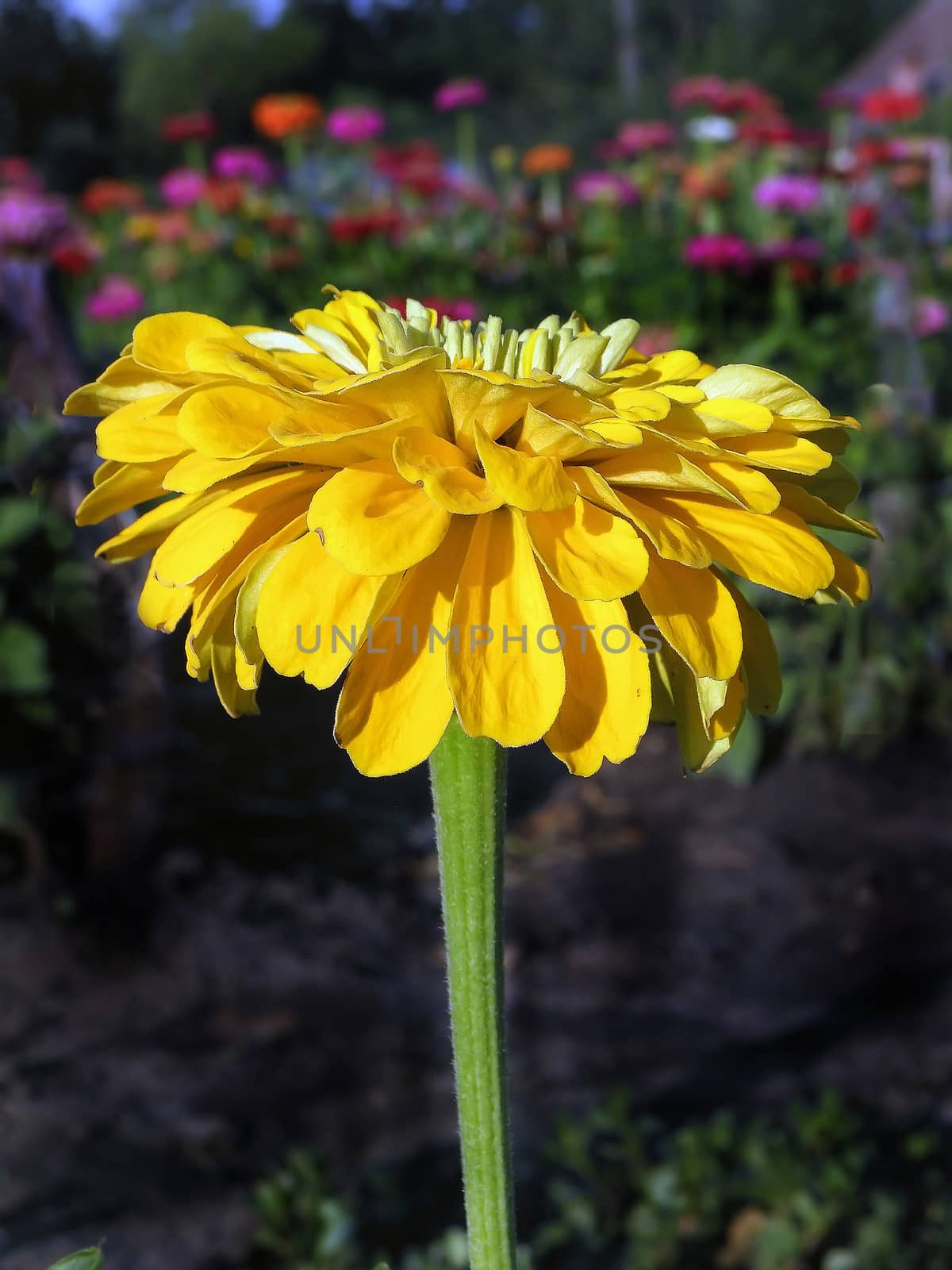 Zinnia flowers, beautiful flowers.  orange, bloom, color, natural,