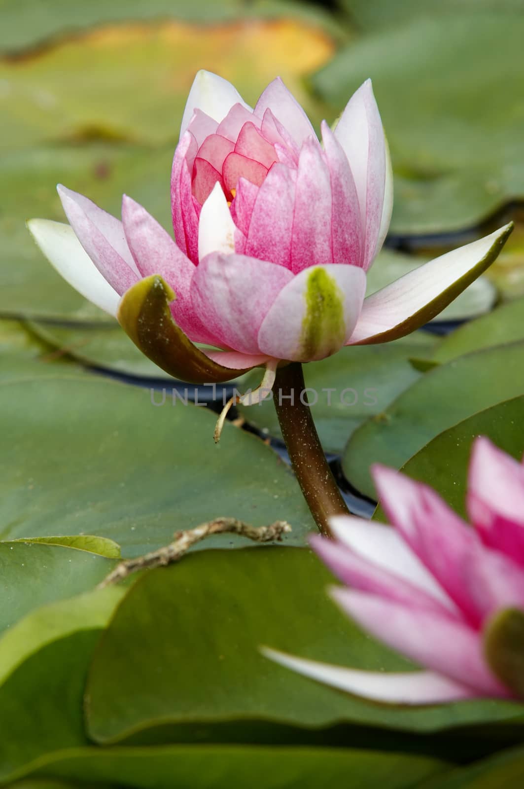 Shot of the white water lily on the water