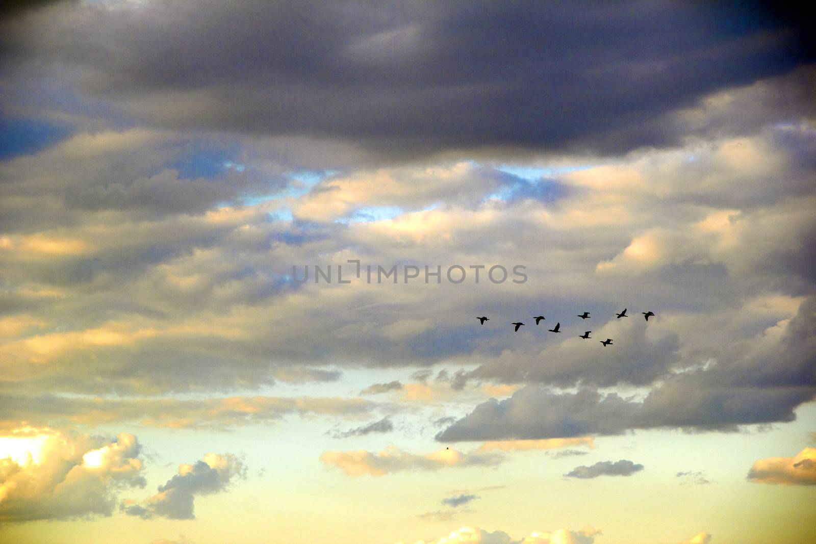 overcast sky  with many clouds and birds