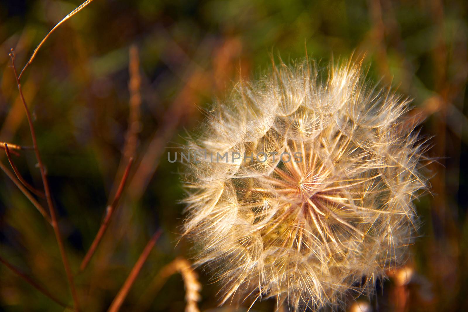 big dandelion on green baskground
