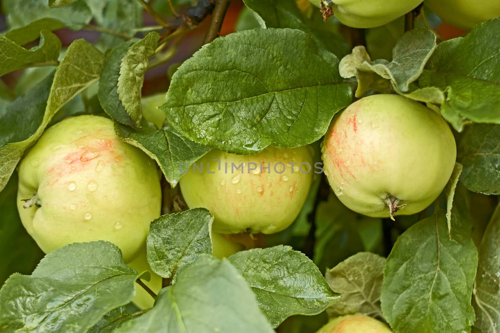 Apples with water drops on the tree by qiiip