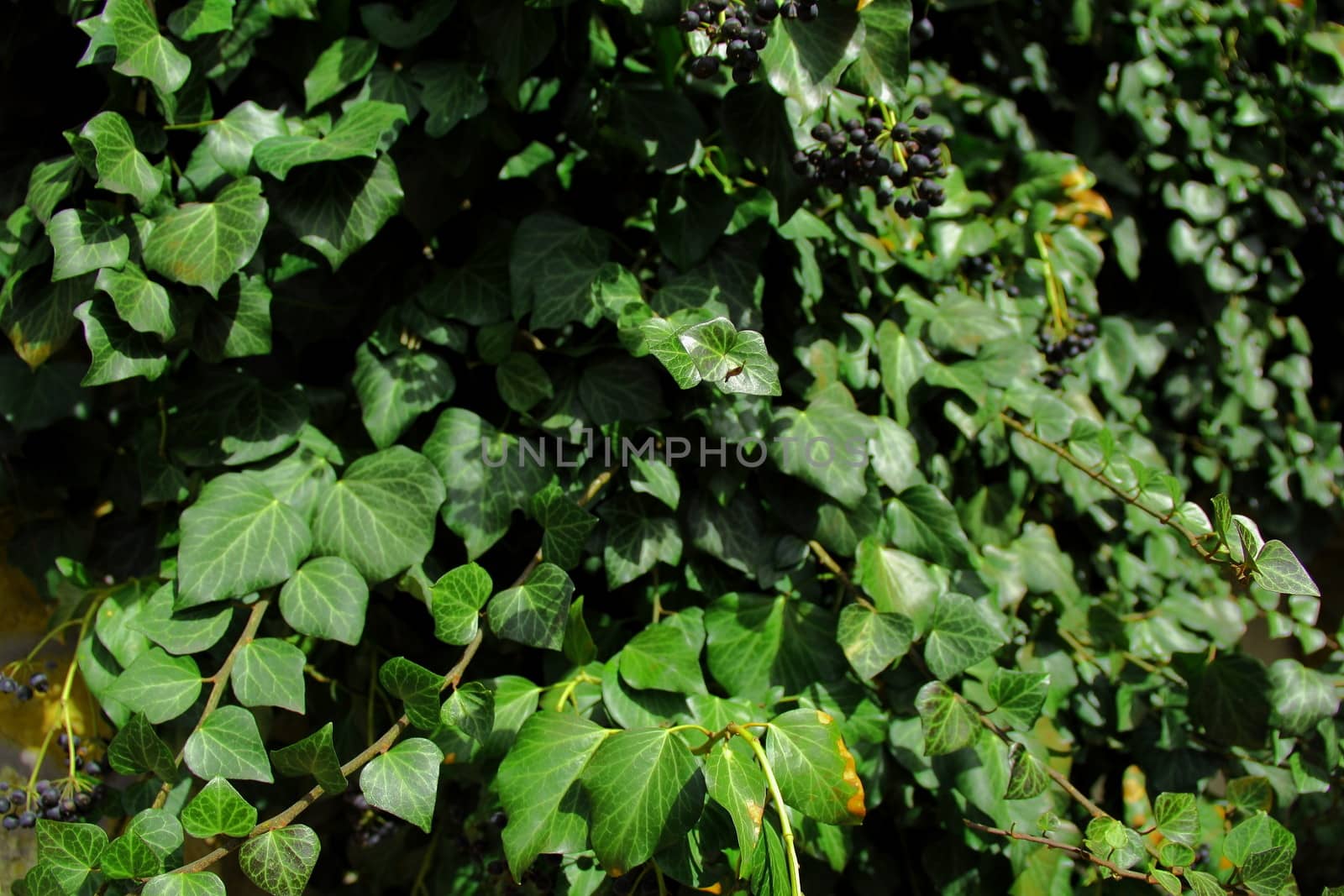 green ivy wall in spring