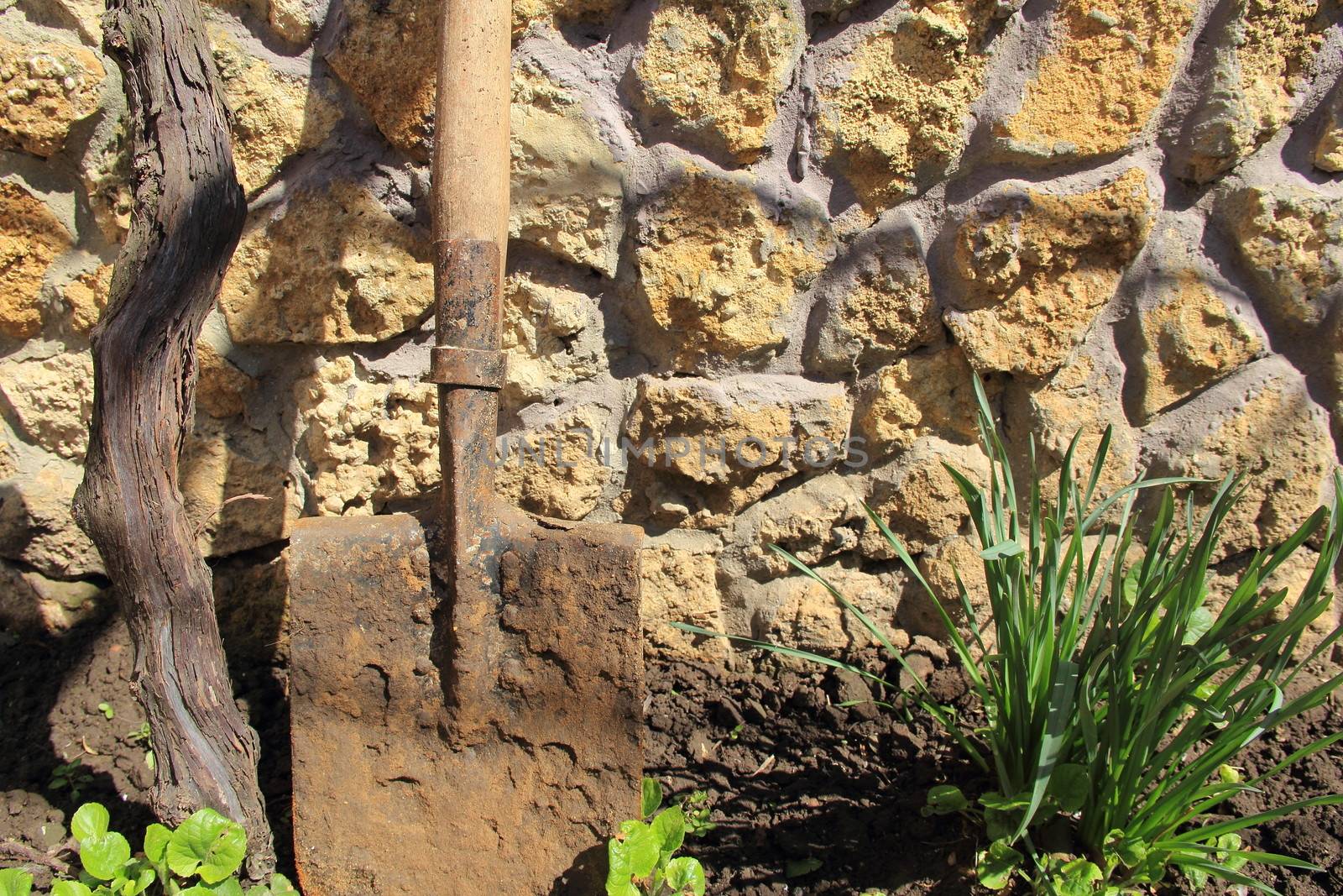 landscape - in the garden near the wall shovel and plants