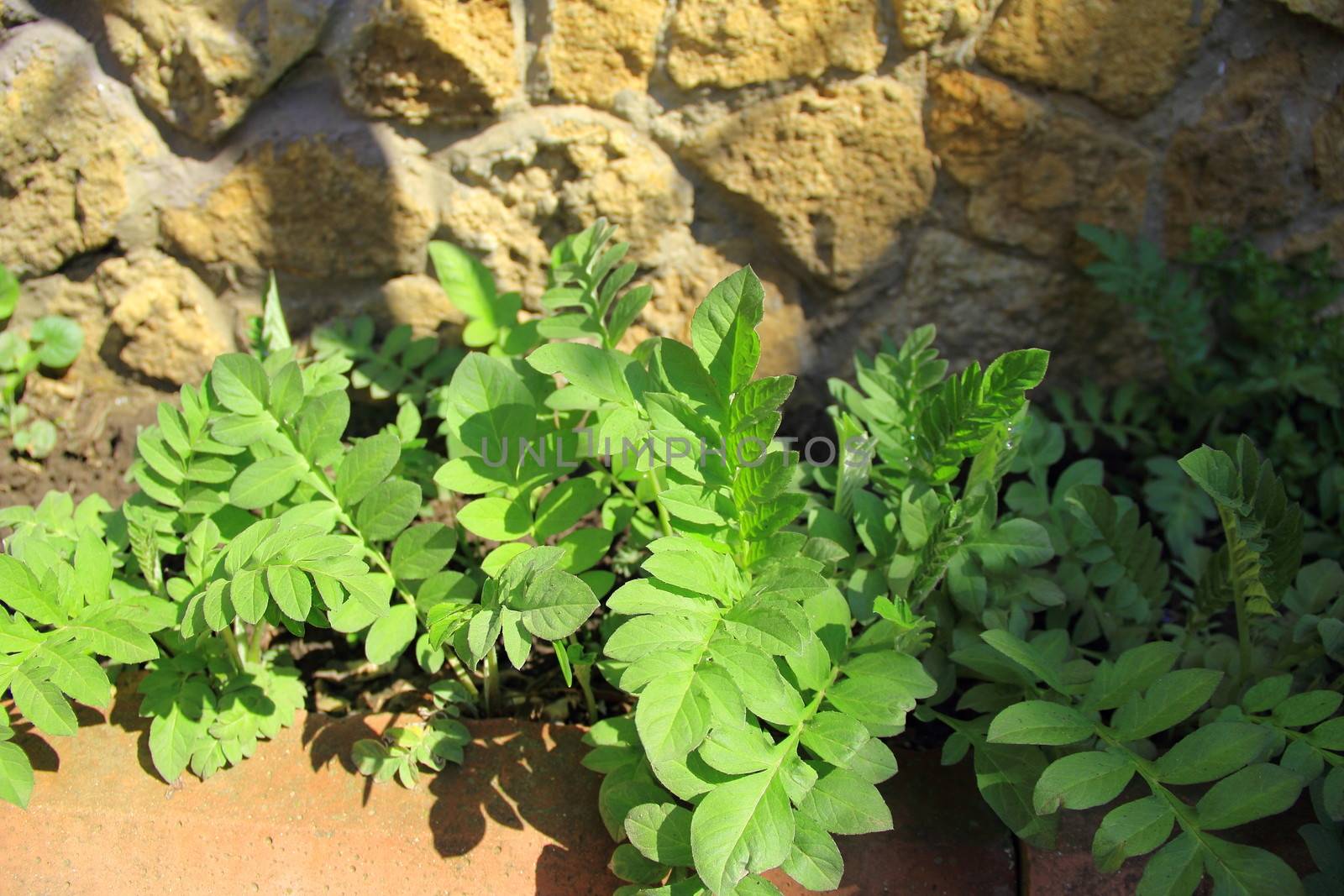plant and wall on garden with house