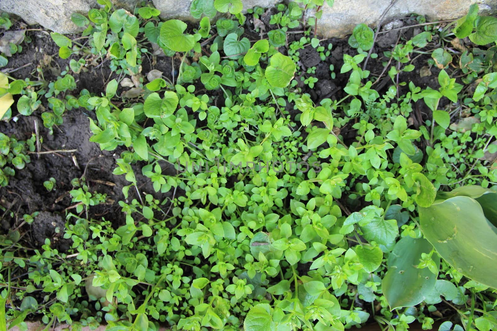 spring green plant on gardens