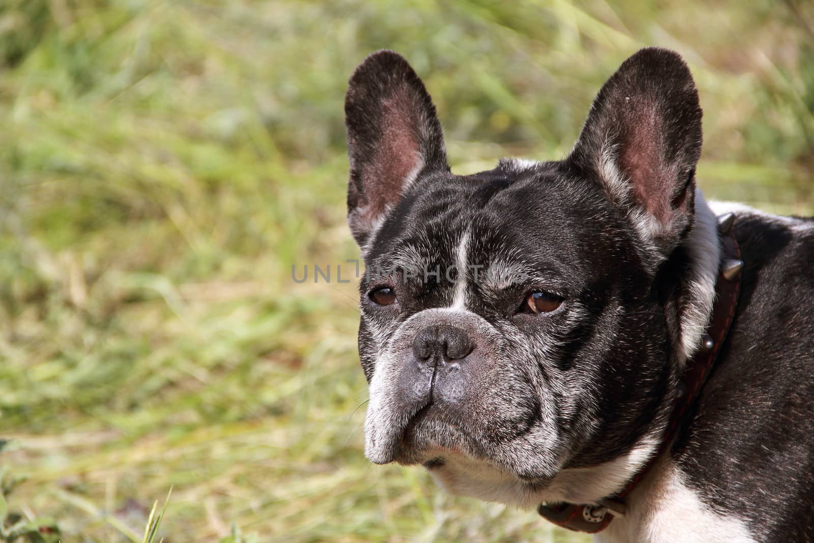 one dog on park in green grass