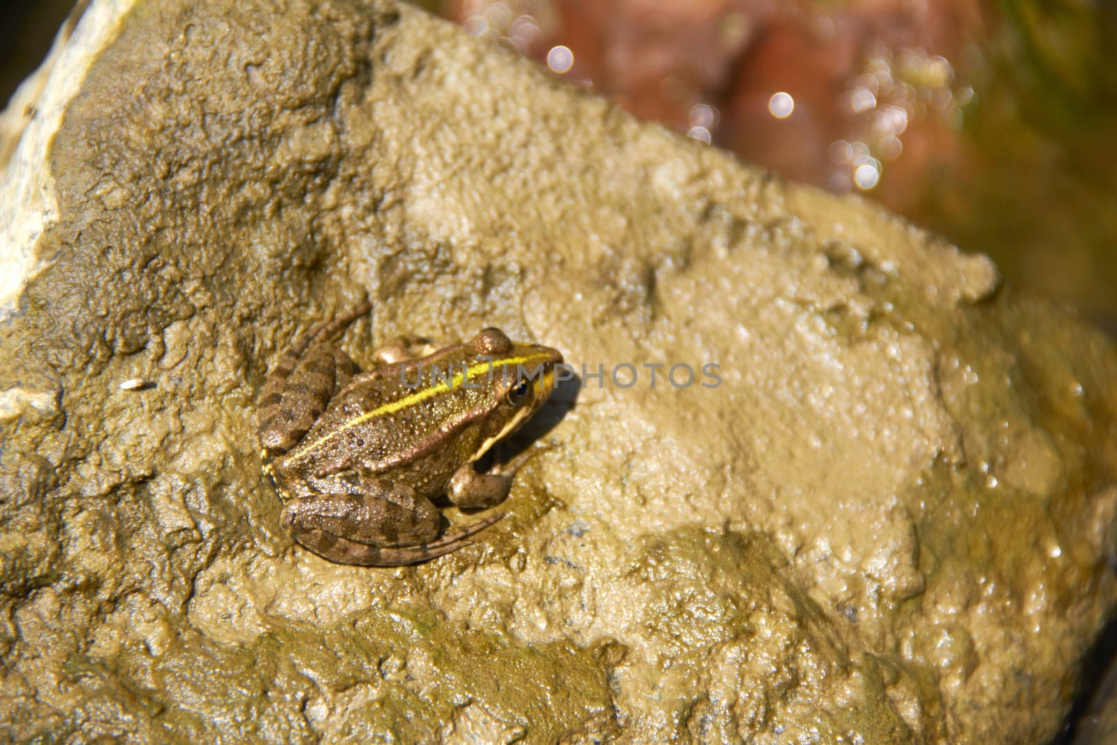 small green frog on stone