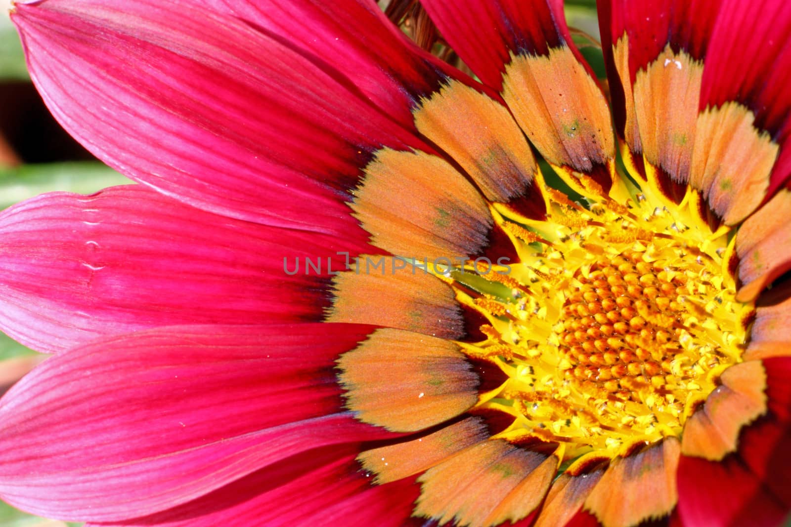 Flower of pink gazania, closeup