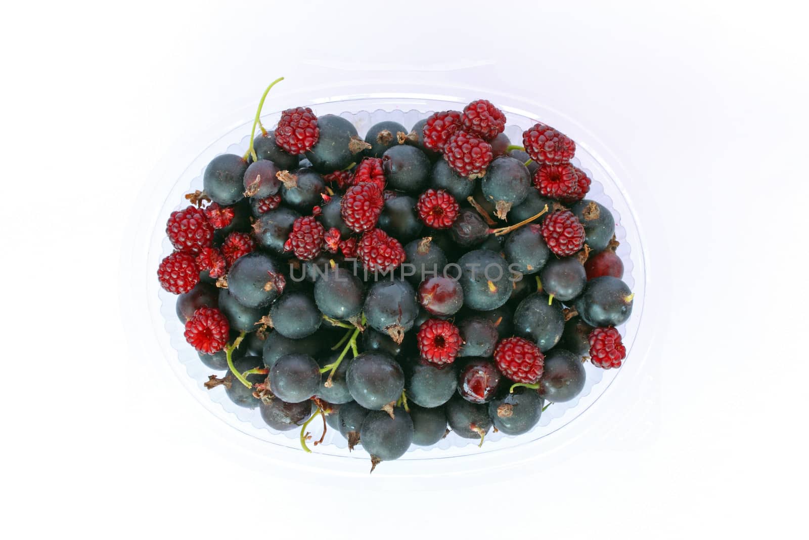 Fruit of Jostaberry, New Hybrid Between Black Currant and Gooseberry, on white