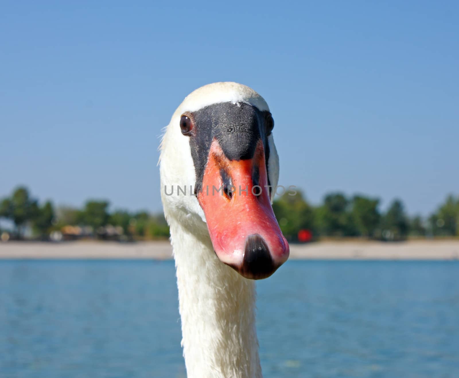 Portrait of a Swan, Lake in the Background