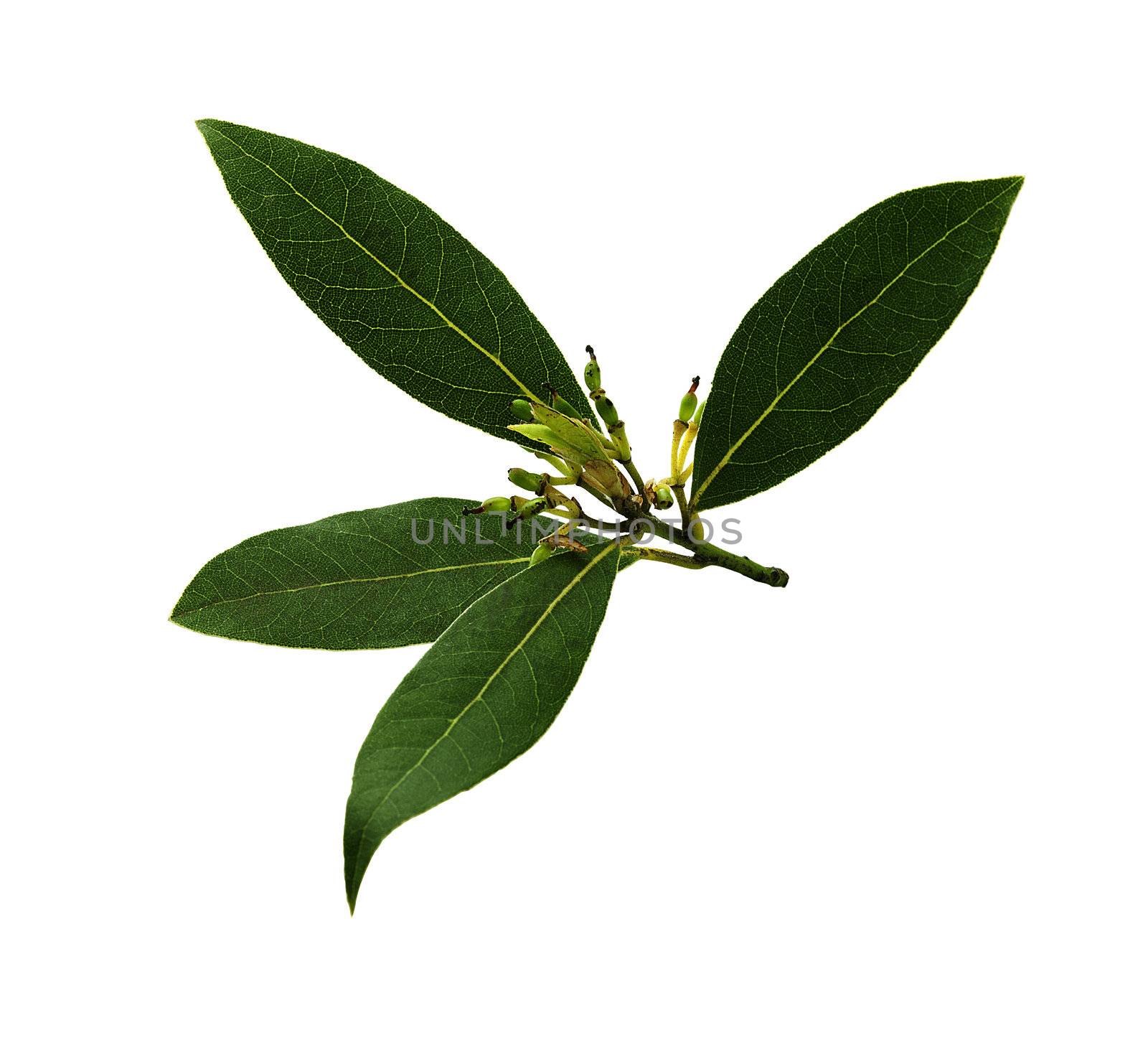 Little branch of bay leaf on the white background