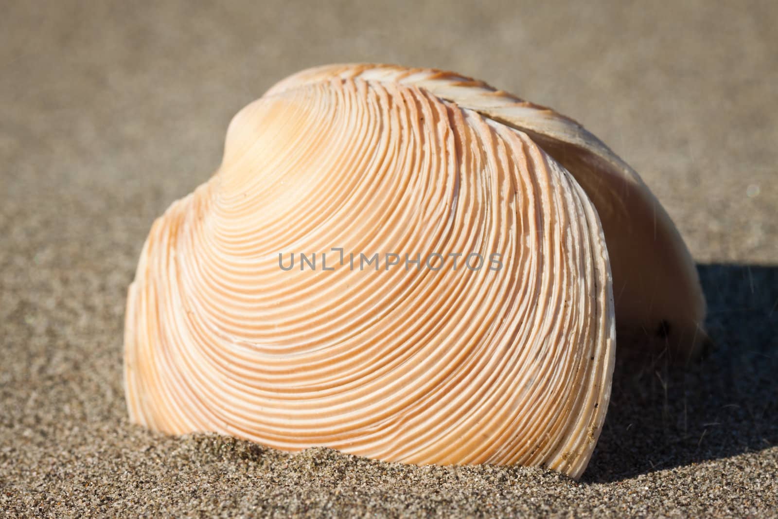 Close-up of sea-shell by Jaykayl