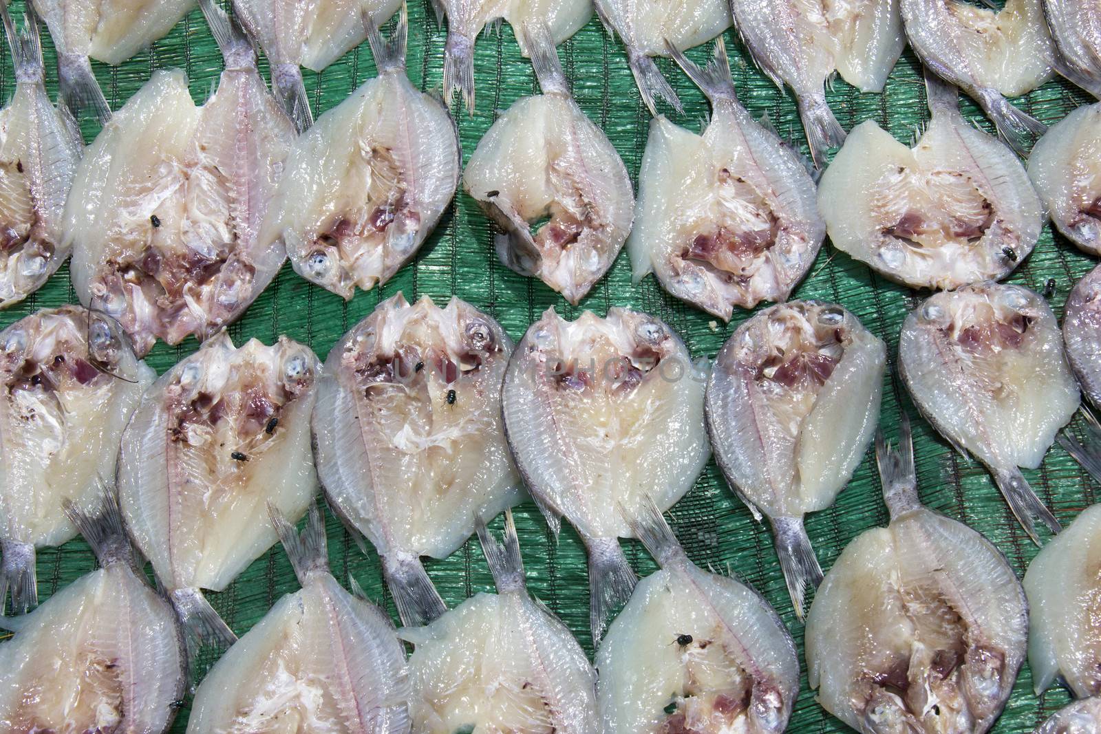 Fish drying in the sun at Bang Tao, Phuket, Thailand