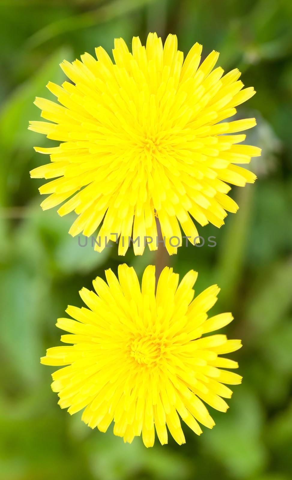 Two Yellow dandelions close up on grass. top view