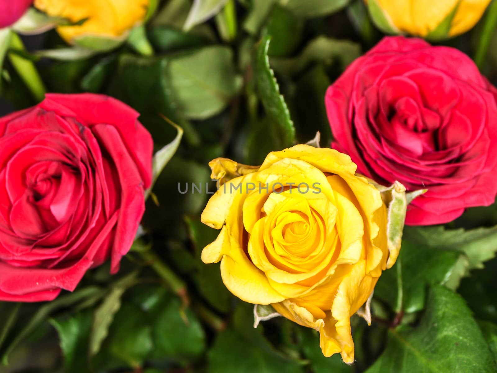 Yellow and pink roses in a bouquet,  with green leaves