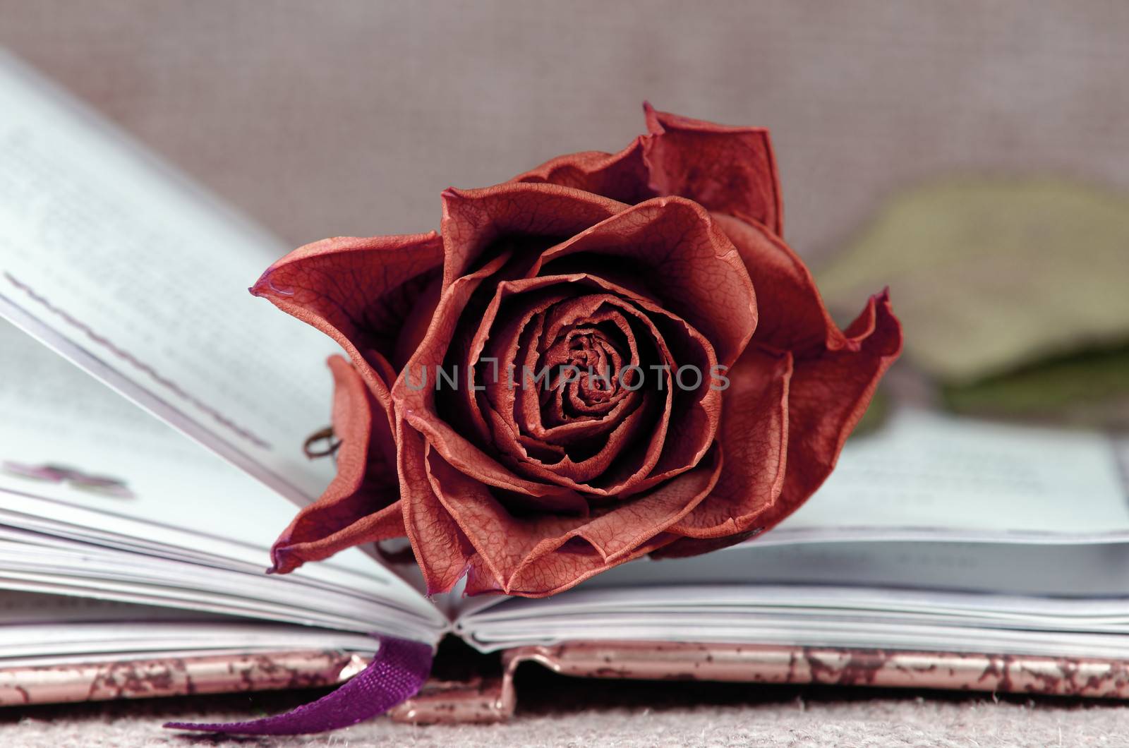 red rose by gufoto