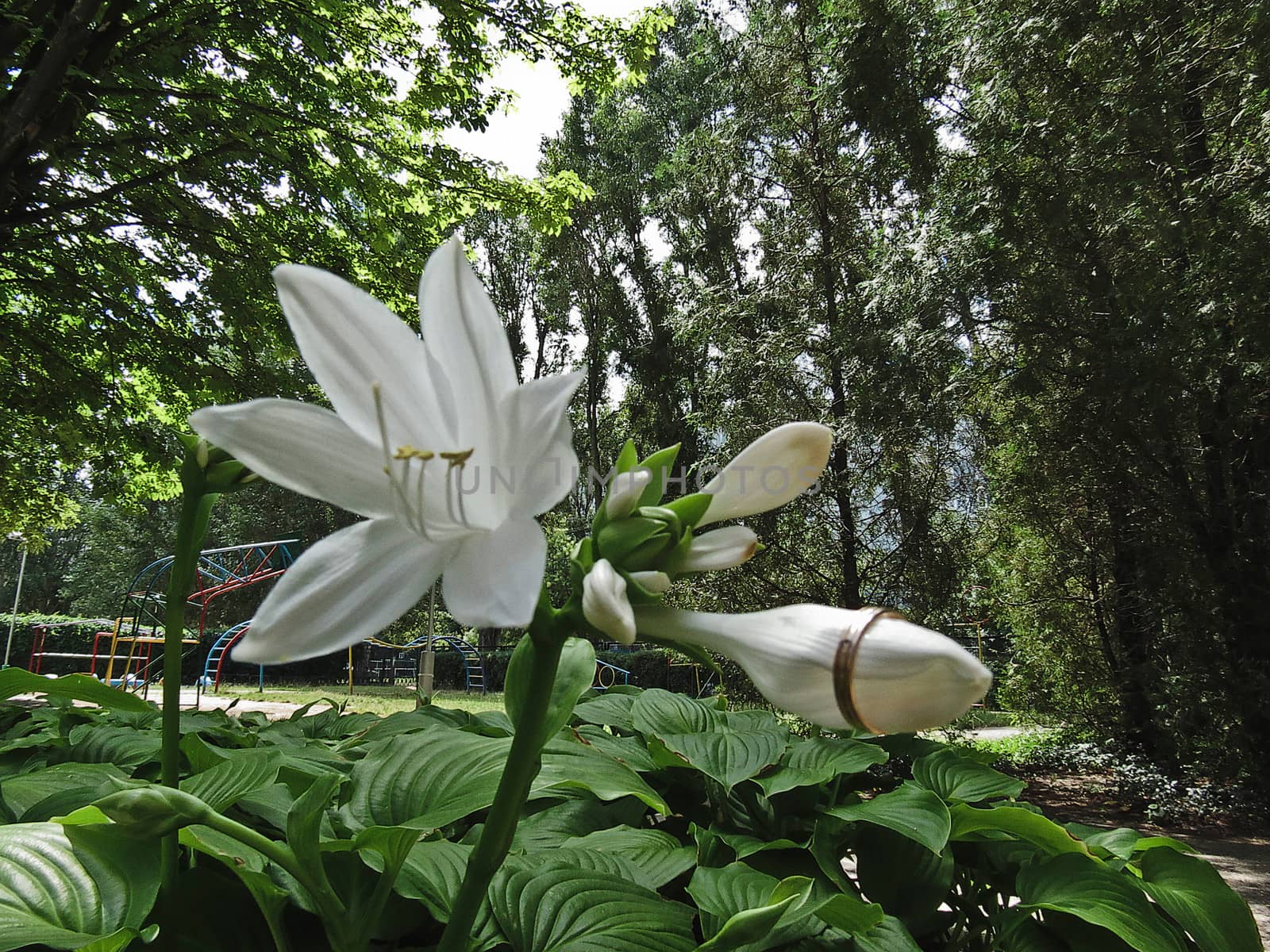 Gold ring wearing a white lily flower bud