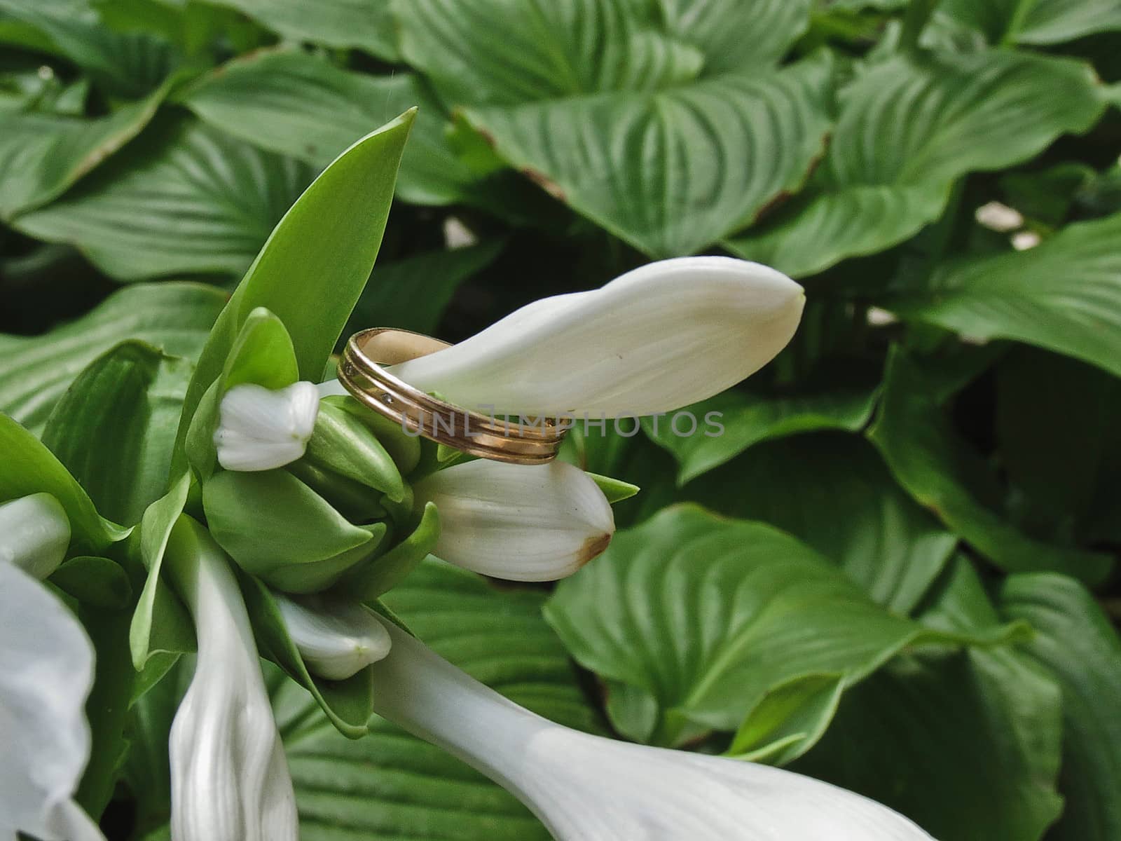 Gold ring wearing a large white lily bud