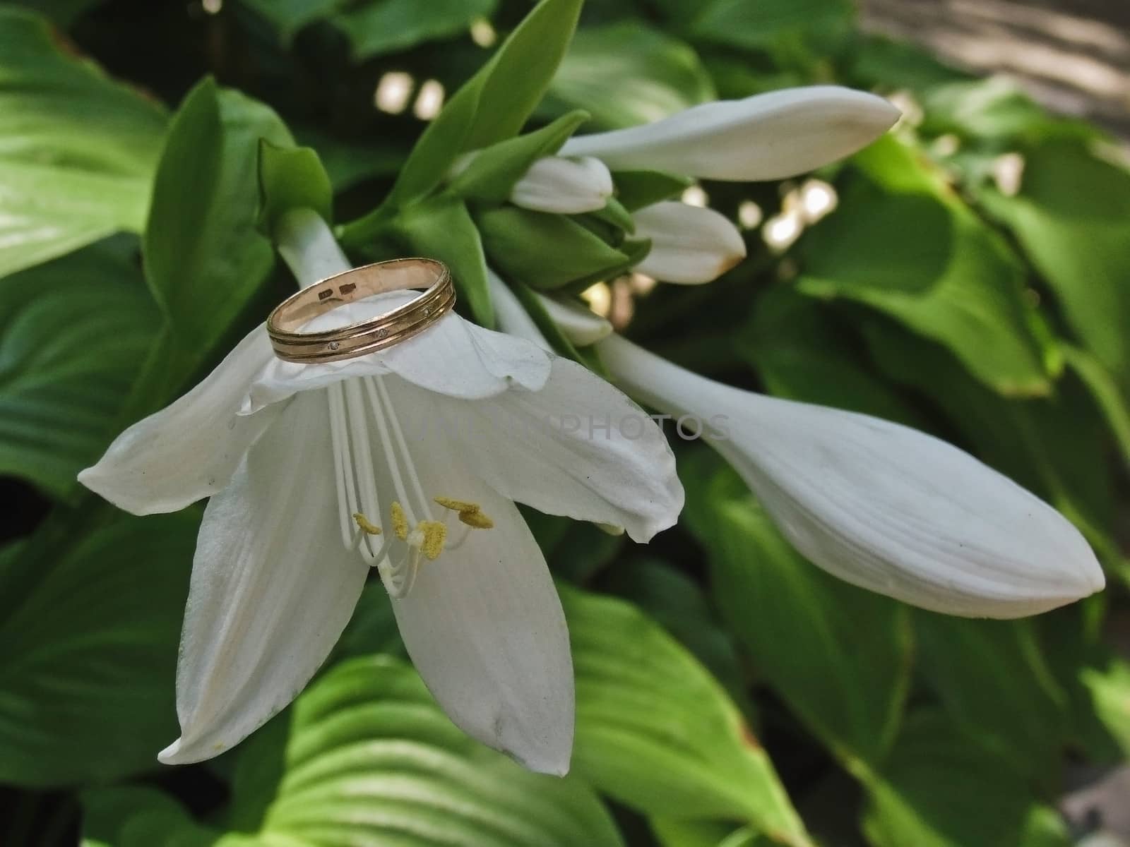 Three flowers white lily, one of which was on top of a gold wedding ring