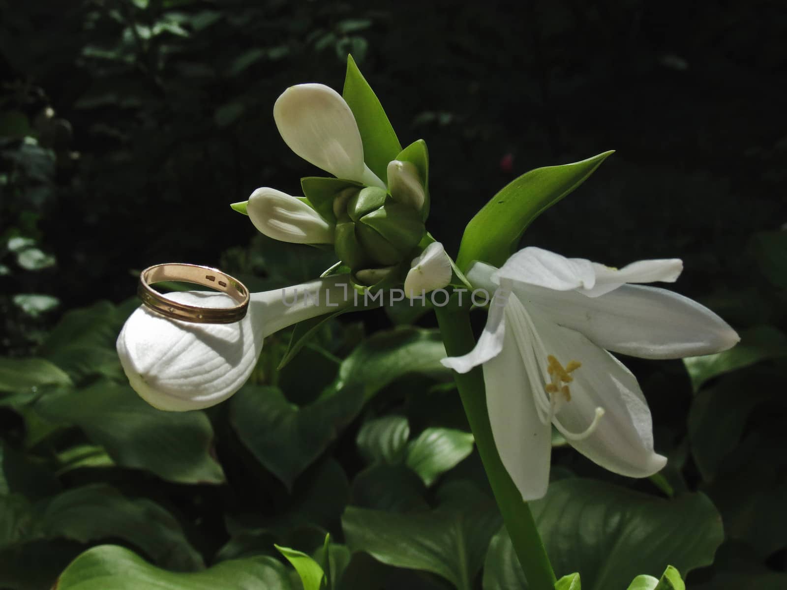 Golden ring on a branch of flowers white lily