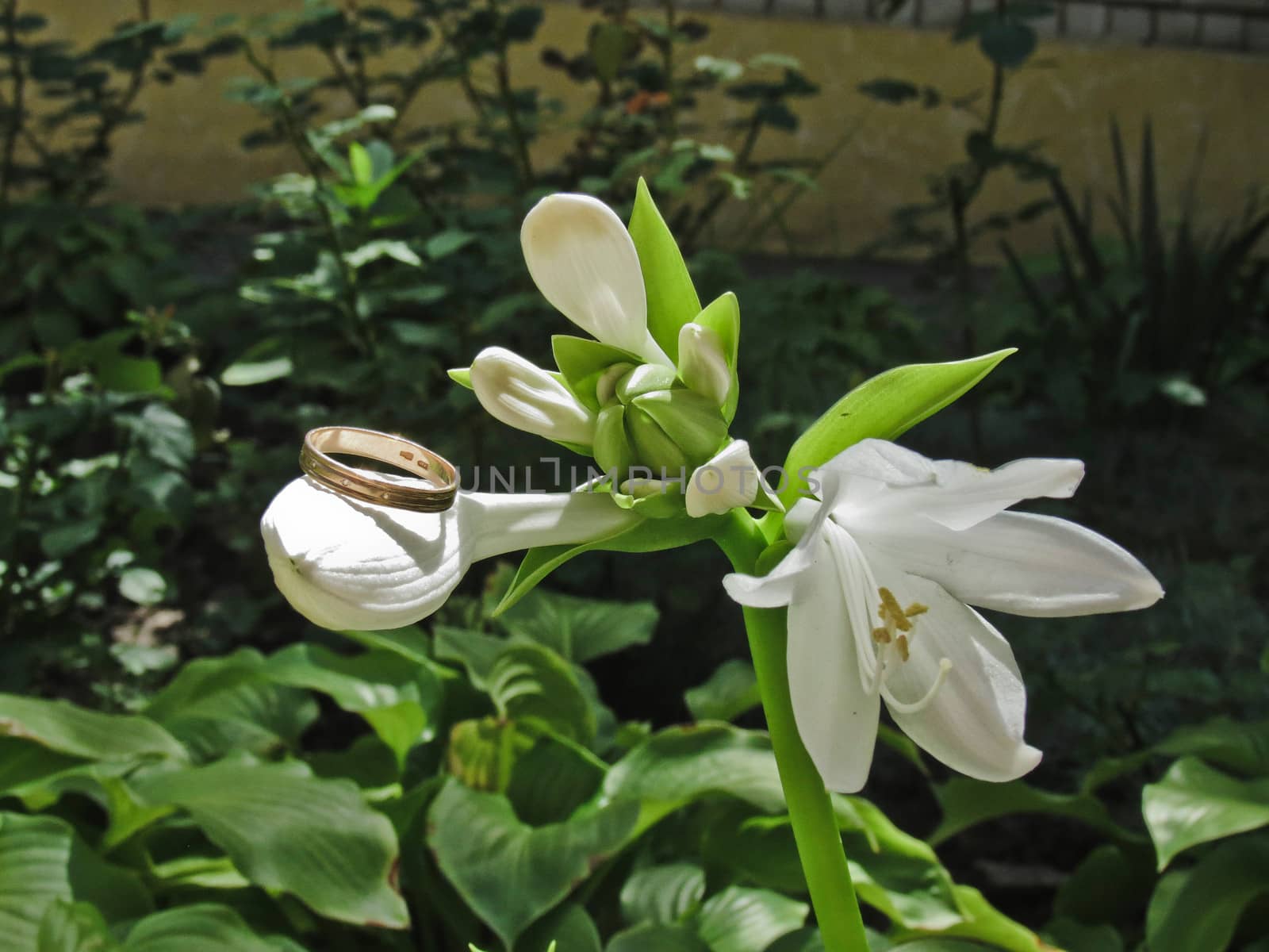Ring of one of the white lily flower buds