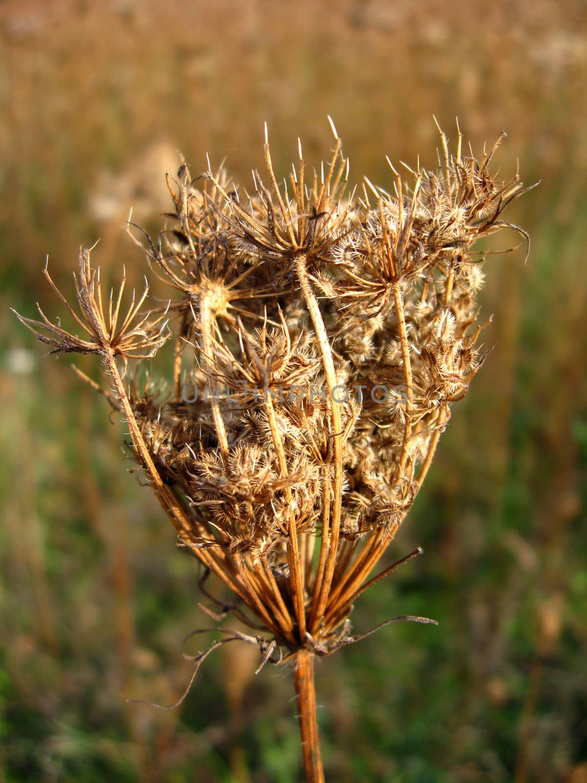 image of dry umbel of flower of cicuta