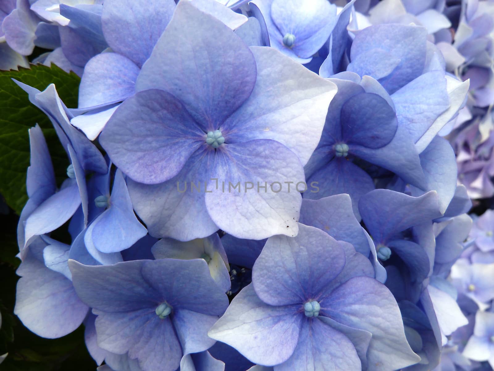 Bright blue hydrangea plant in soft light