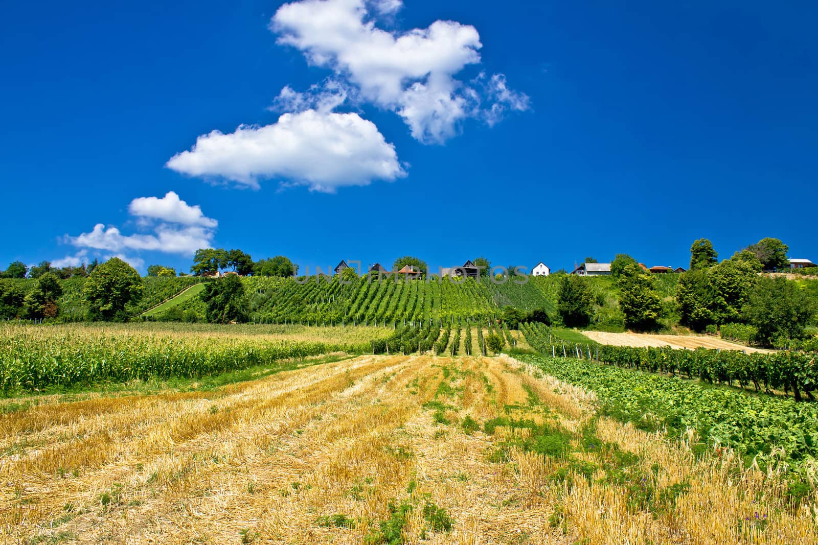 Vineyards and traditional cottages on green hill by xbrchx