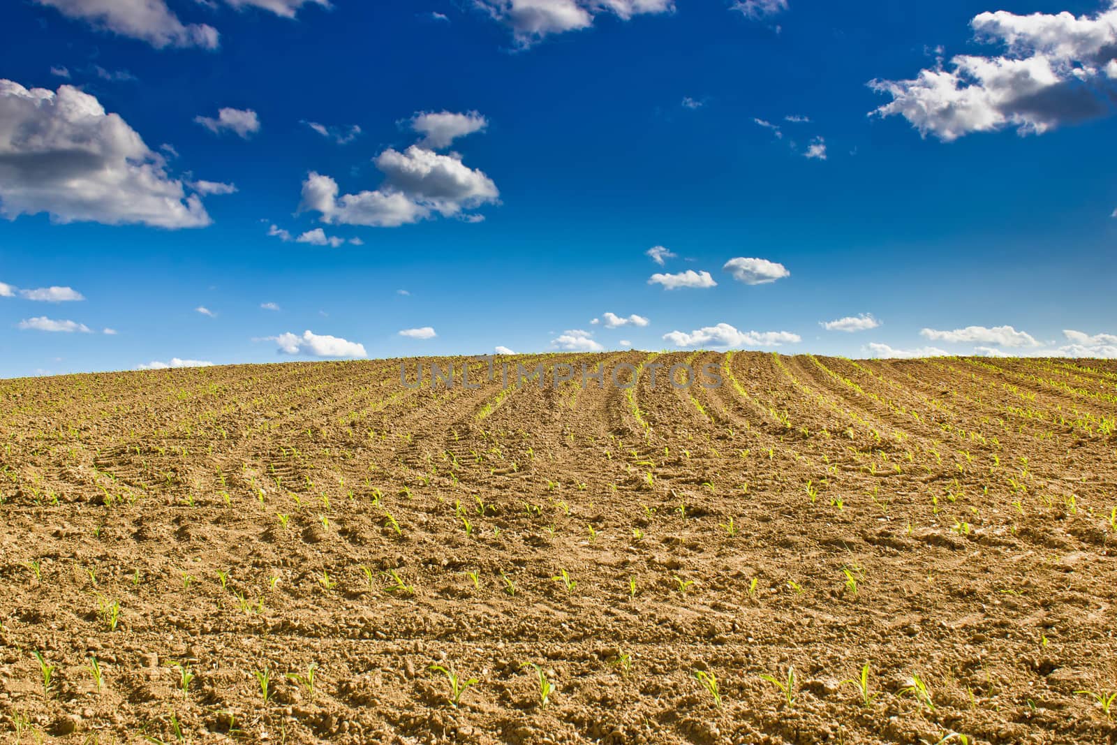 Cornfield - newly sowed corn plants on a field under blue sky