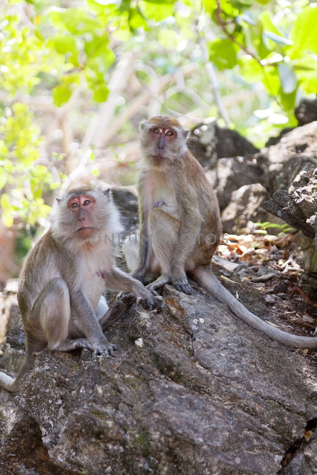 Family of monkeys sits on the rock by elena_shchipkova