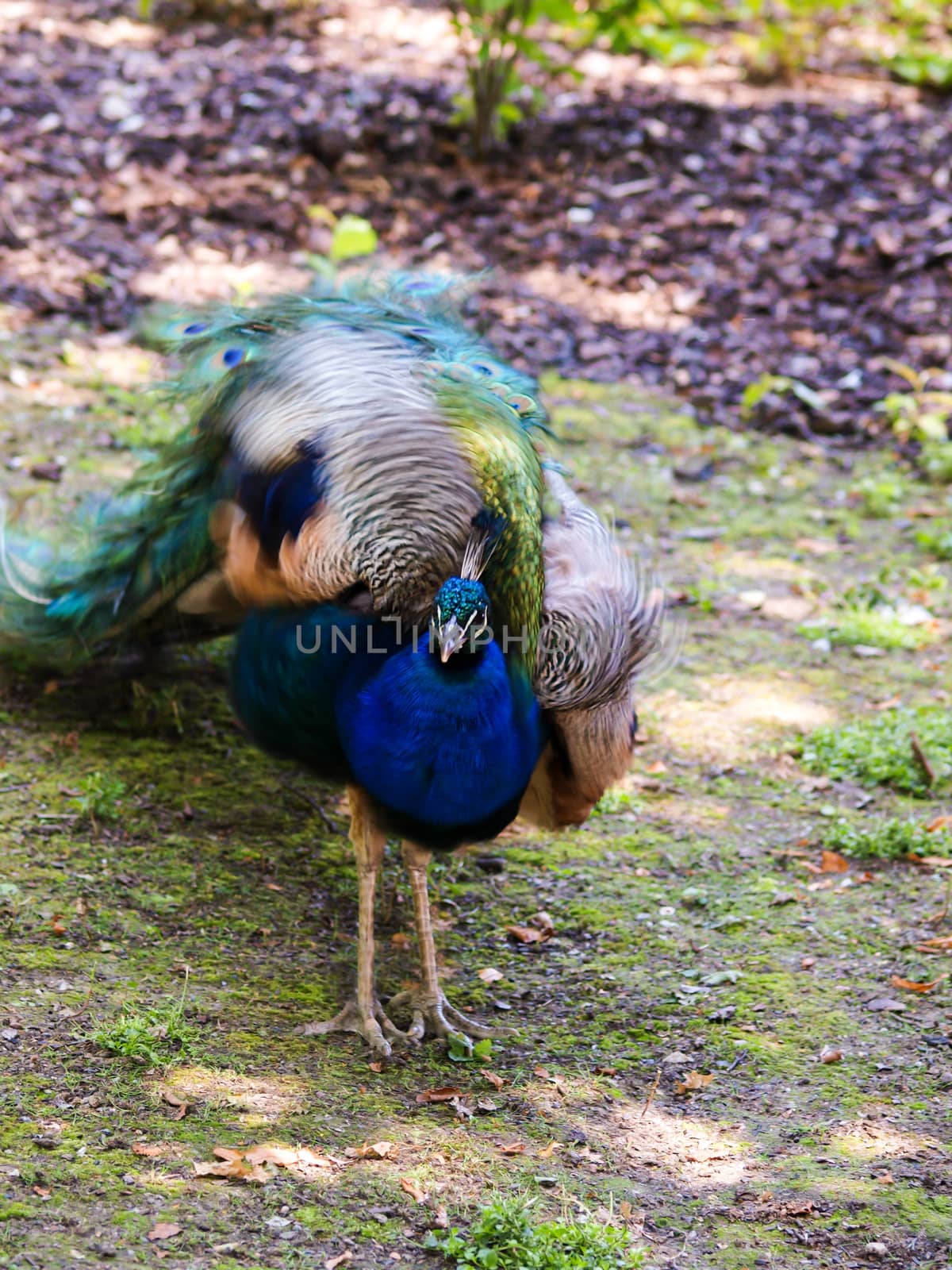 Closeup of peacock shaking its feathers, male peafowl, from above angle