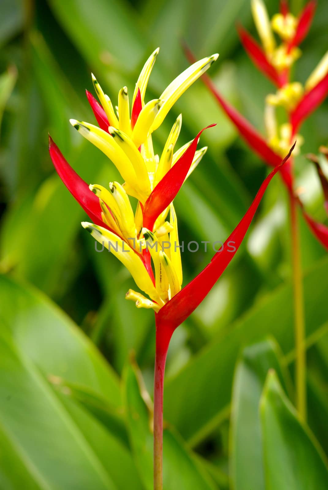 Flower: Parrot Heliconia 