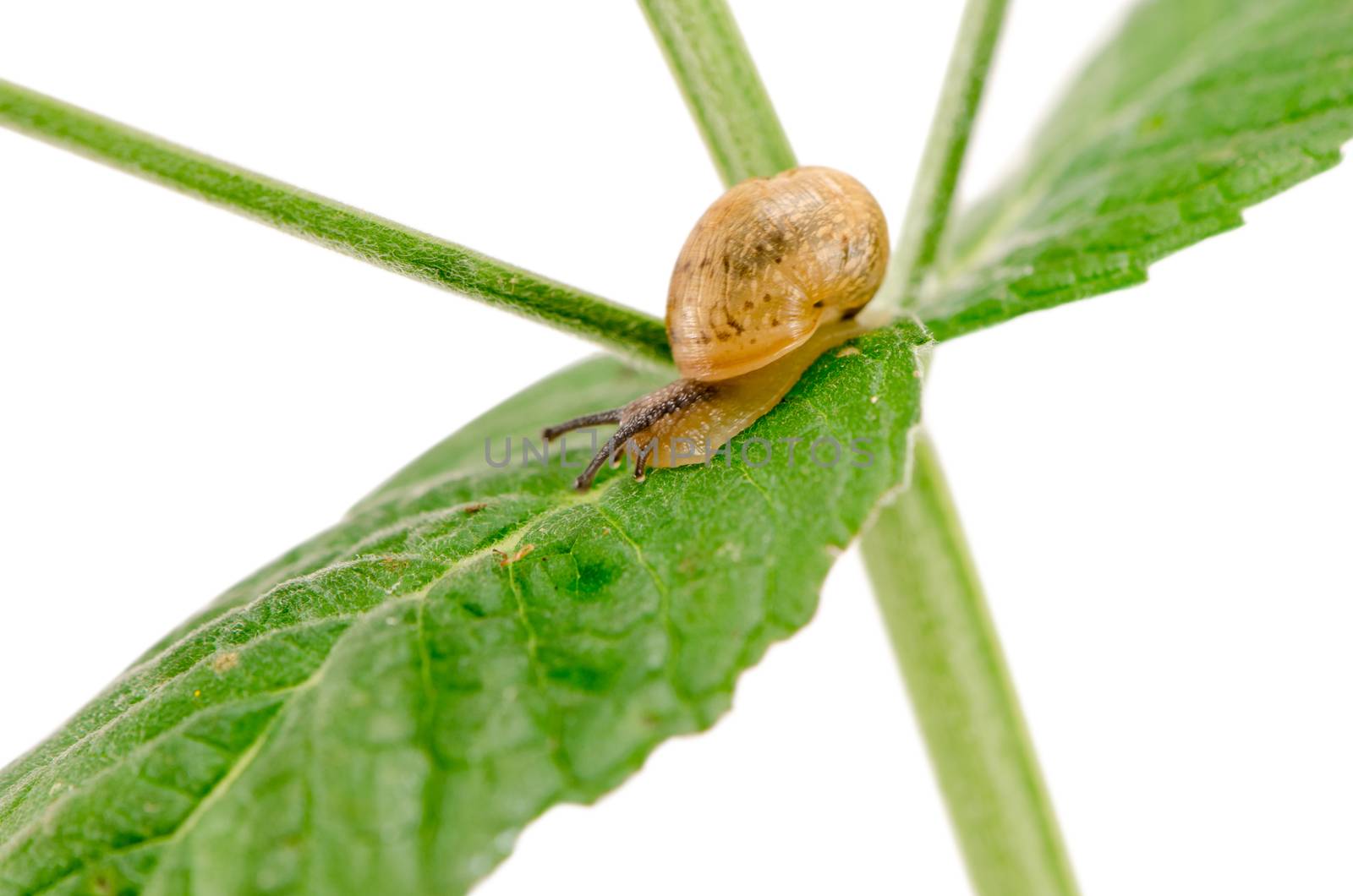 macro little snail crawl plant leaf isolated white by sauletas