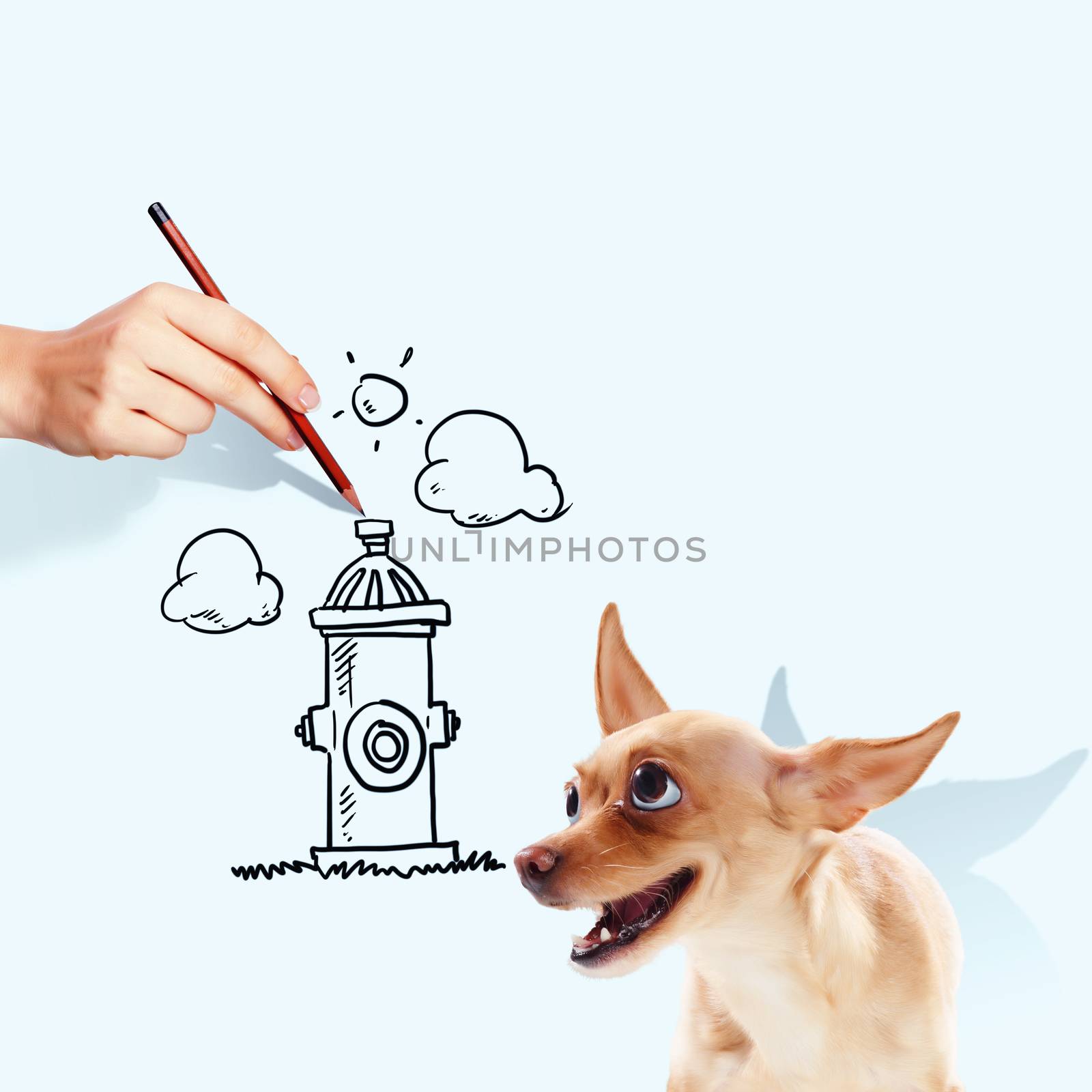 Image of little funny dog and human hand