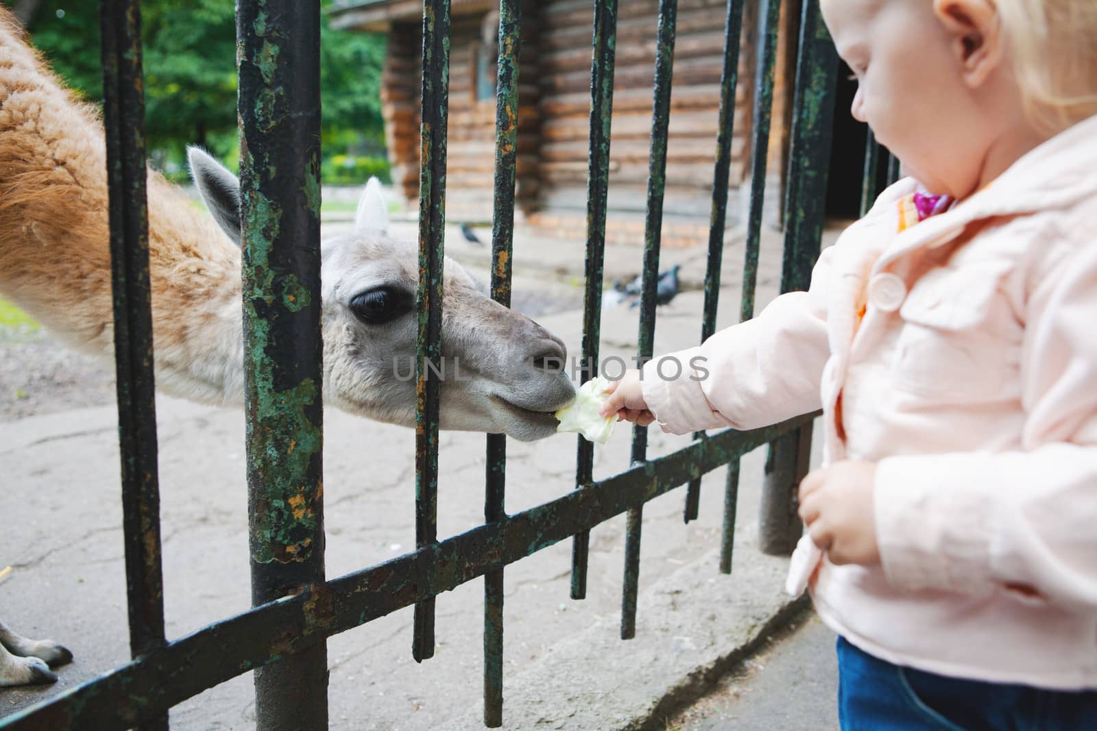 child feeds lama at the zoo