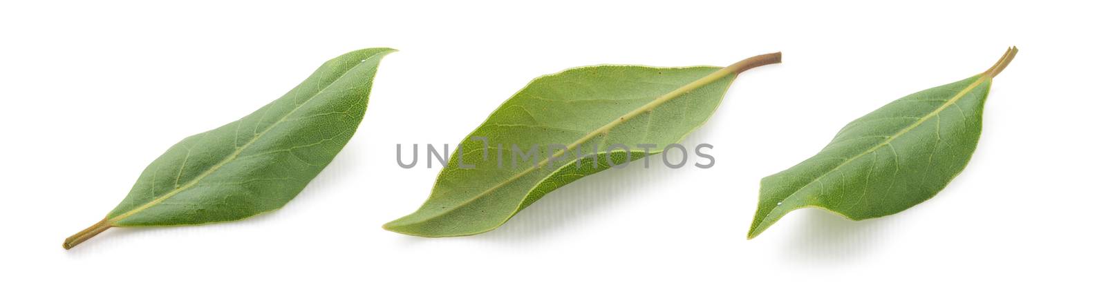 Some views of bay leaf on the white background