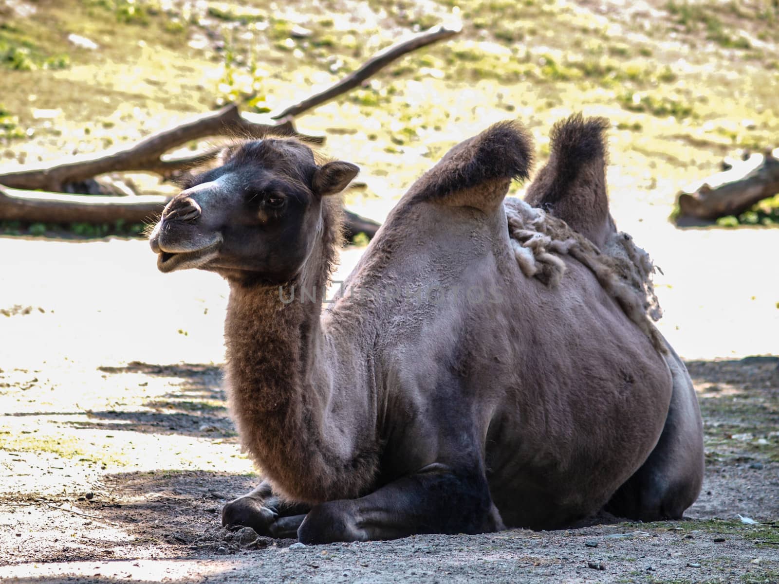 One old camel resting in the shadow at noon