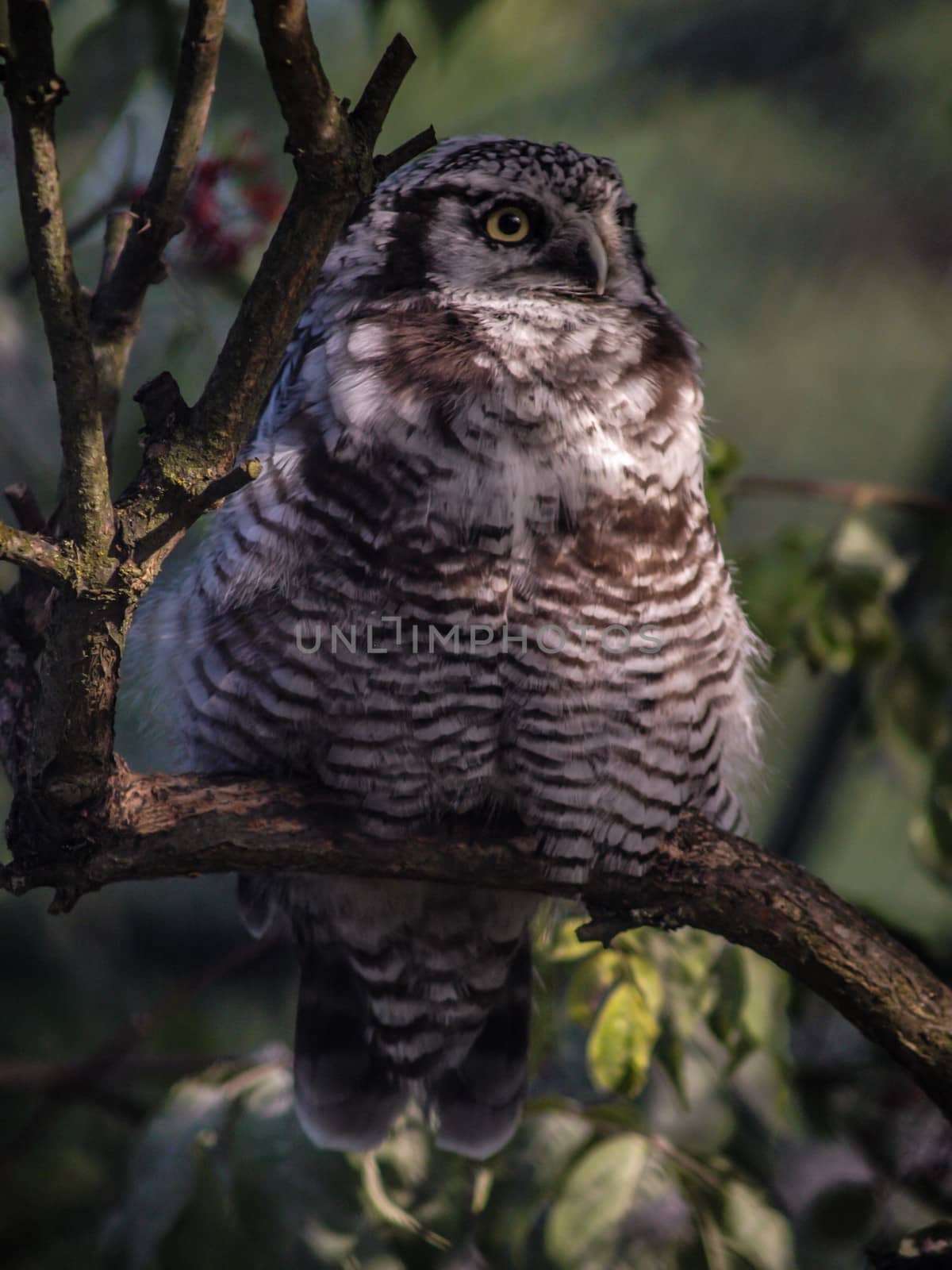 Hawk owl in a tree, waiting for it's food to pass by