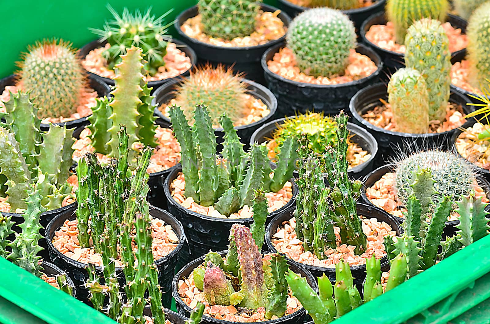 Variety of Cactus in tray