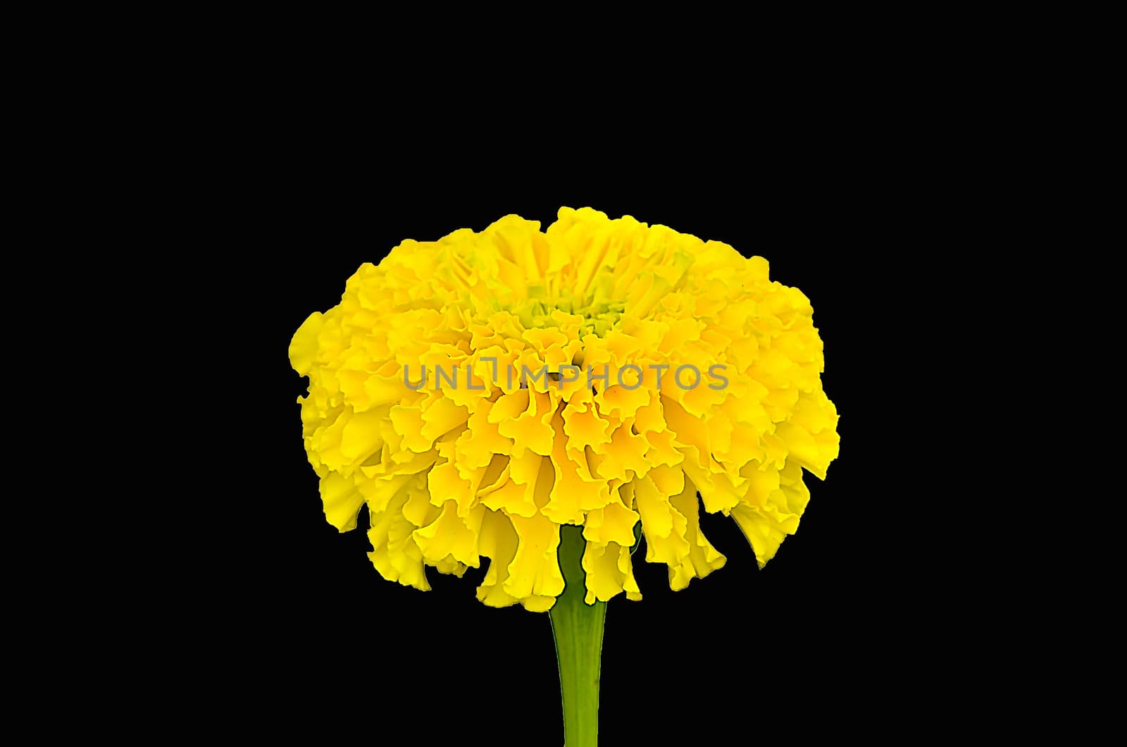Marigold flower on black background