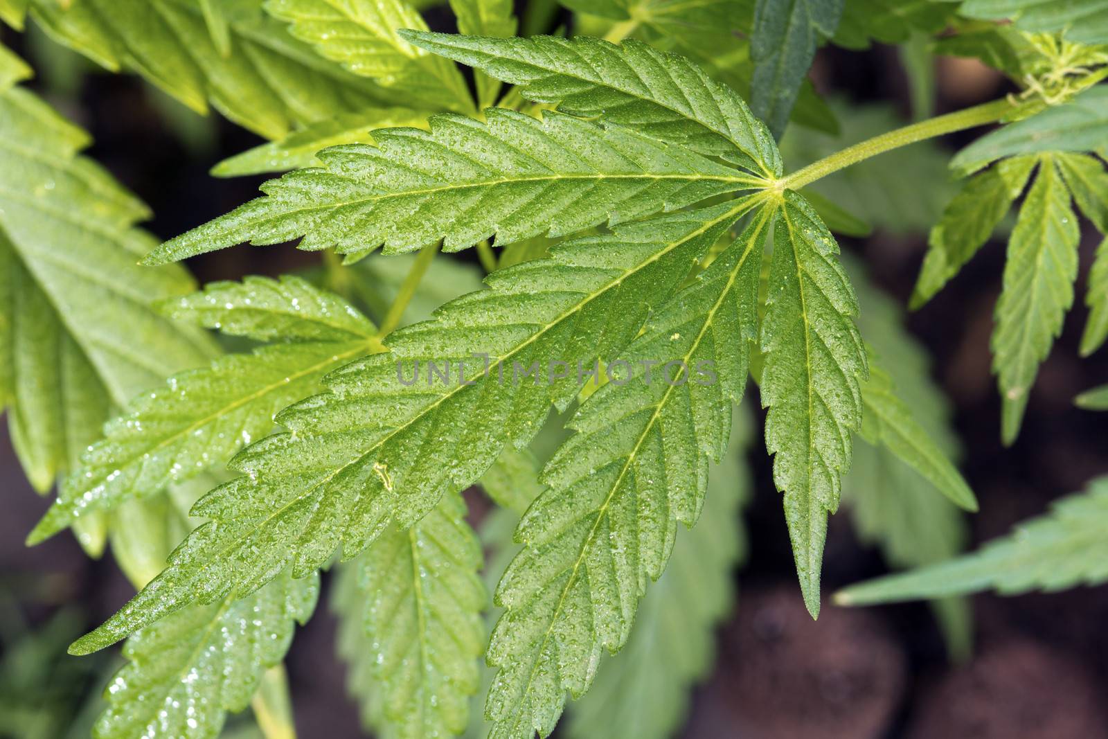 Shoot of natural cannabis ruderalis growing in a cultivated garden