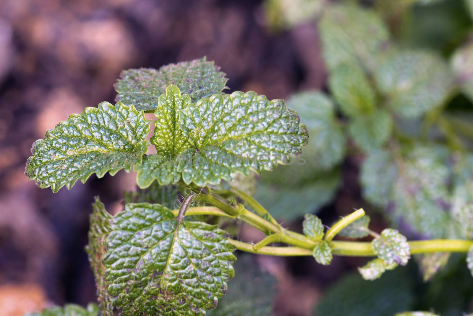 Closeup of Lemon Balm (Melissa officinalis) growing in a cultivated herb garden