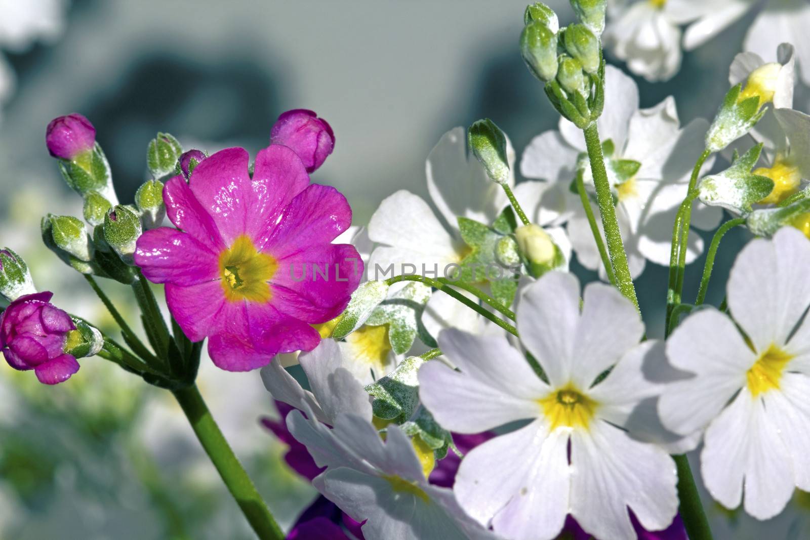 Perefctly cultivated White and Purple Primula growing in a sunny garden