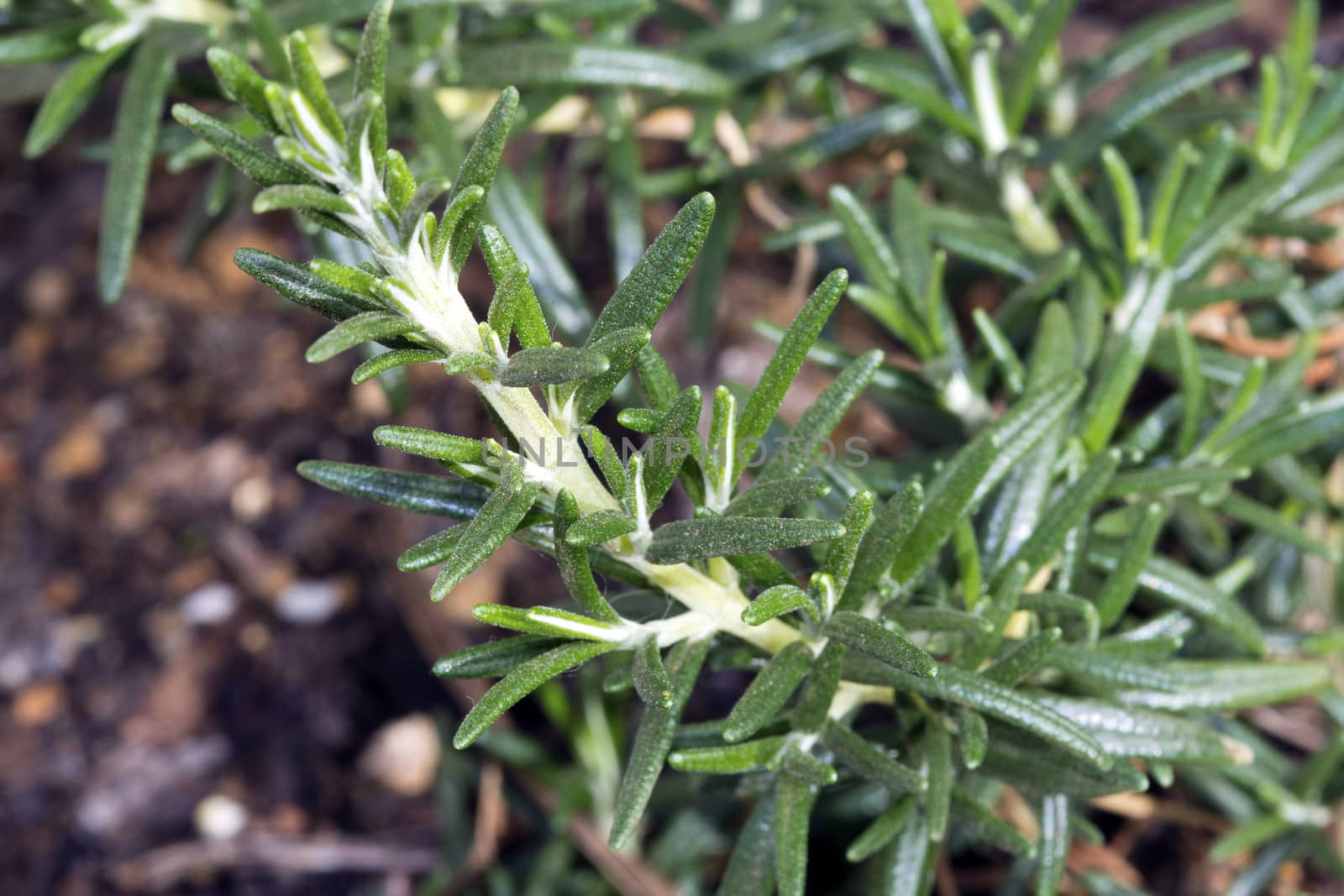 Cultivated Rosemary by ChrisAlleaume