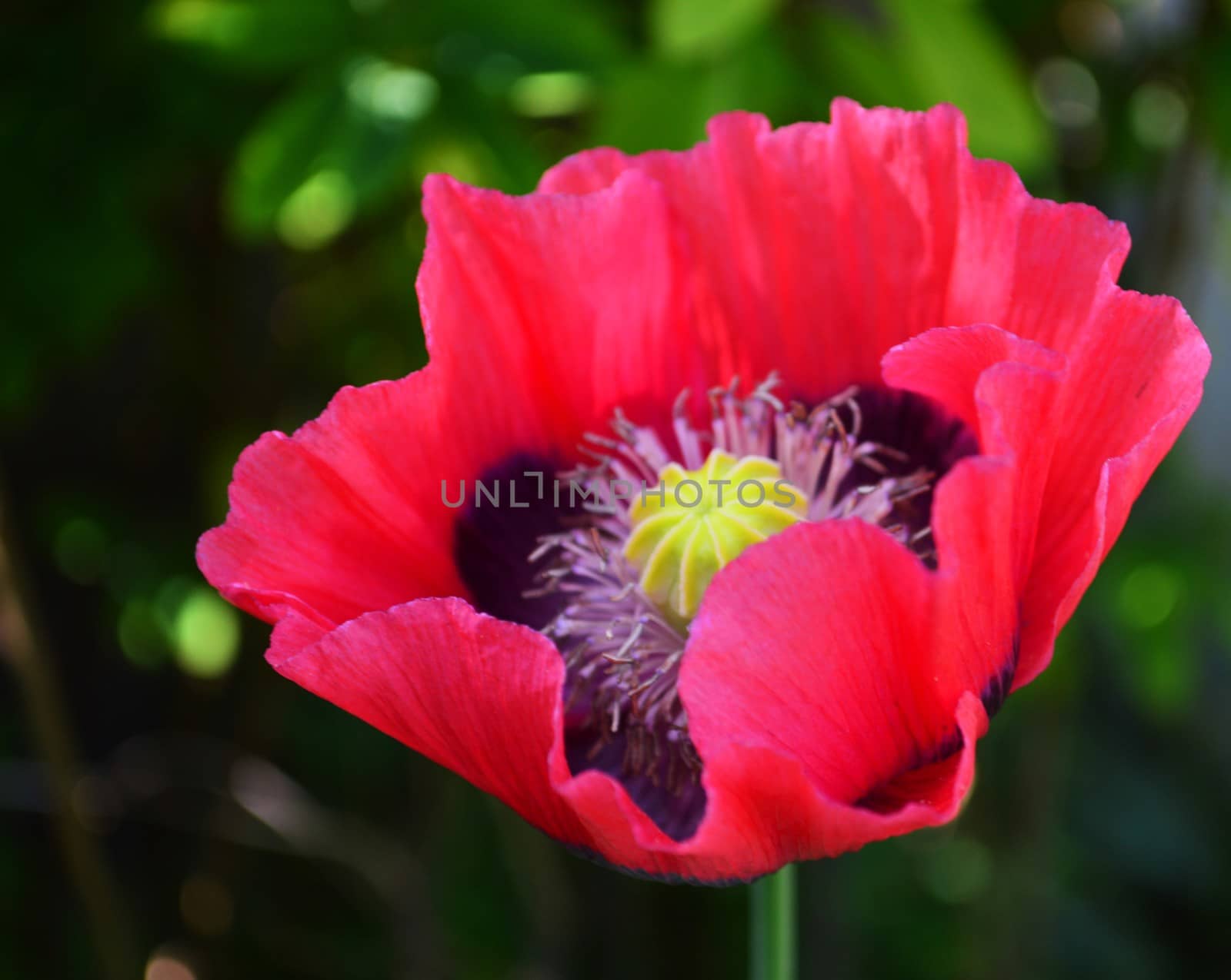 A close-up image of the Opium poppy flower.